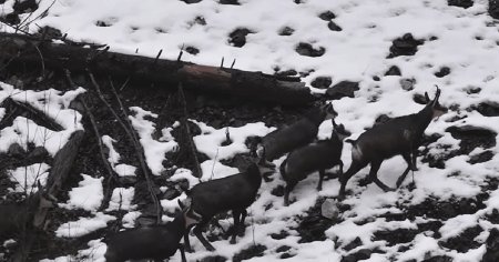 Grup de capre negre, surprins in imagini in Parcul National Retezat  VIDEO