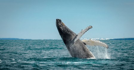 Operatiune de salvare a unei balene care a ramas blocata intr-un estuar, in Franta