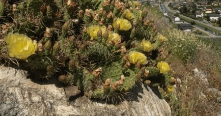 <span style='background:#EDF514'>INCALZIREA</span> globala a inlocuit zapada cu cactusii in Alpii elvetieni FOTO