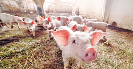 24 de focare de pesta porcina africana sunt active in Romania. 23 sunt la nivelul gospodariilor