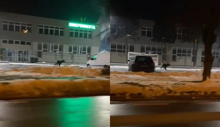 Un urs a fost filmat in timp ce alerga pe strazile din Sibiu. A fost emis mesaj Ro-Alert, iar animalul este cautat de autoritati | VIDEO
