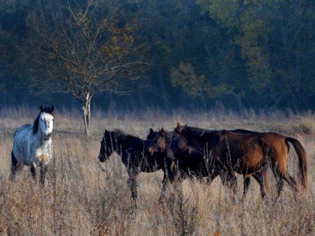 Proprietarii fermei din Ilfov, unde au fost gasiti 8 cai morti, dau vina pe angajati