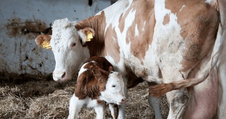 Producatorii de lapte se tem ca vor pierde un ajutor de 73 euro/vaca. Controversa in privinta unui document-cheie