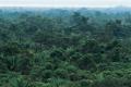 Padurile tropicale devin tot mai vulnerabile la insecte si ciuperci daunatoare din cauza incalzirii globale – studiu