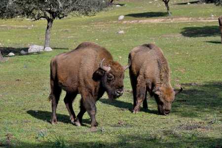 O regie din Craiova imprumuta 550.000 de euro ca sa cumpere bizoni, masini second-hand si sa fabrice brichete din <span style='background:#EDF514'>RUMEGUS</span>