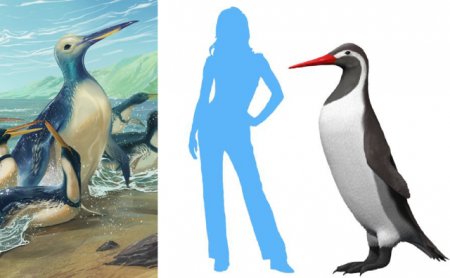 Acum 60 milioane de ani a existat o specie de <span style='background:#EDF514'>PINGUIN</span> care era cat o gorila adulta