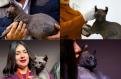O pisica Sfinx tatuata de detinutii mexicani a fost salvata si are nevoie de un nou camin