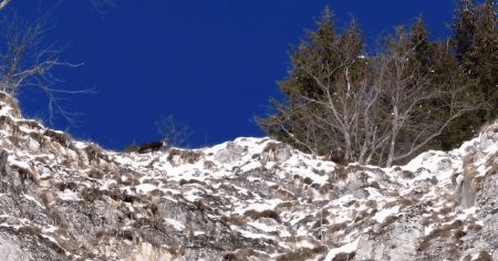 Capre negre in Prapastiile Zarnestiului din Piatra Craiului. De ce prefera versantii inclinati VIDEO