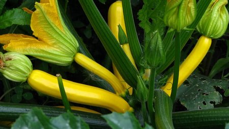 Dovlecel zucchini in ghiveci. Cum il cultivam pe balcon