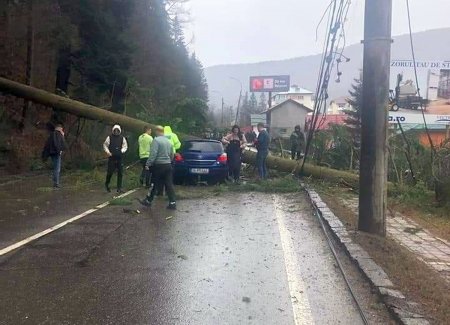 DN 1, blocat in statiunea Azuga, dupa ce un copac a cazut peste o masina aflata in mers