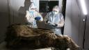 Oamenii de stiinta studiaza un urs brun inghetat timp de 3.500 de ani