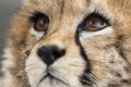 A murit ultimul pui de ghepard asiatic nascut in captivitate, in Iran. Specia este pe cale de disparitie
