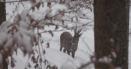 Imagini de basm cu un caprior filmat in zapada, intr-o padure a Ocolului Silvic Putna VIDEO