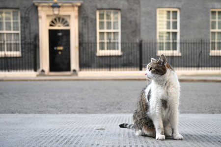 A impuscat mortal pisica ministrului si acum si-a aflat pedeapsa: <span style='background:#EDF514'>E INADMISIBIL</span>!