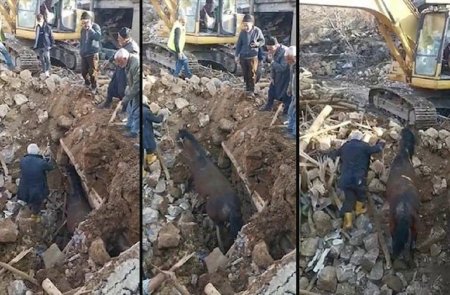 Un cal a fost gasit in viata si salvat de sub daramaturi, la 21 de zile dupa cutremurul din Turcia | VIDEO