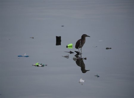 Plasticoza, noua boala cauzata de materialele plastice, descoperita la pasarile de mare
