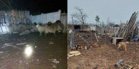 Șacalii au facut prapad in Dolj. Zeci de animale au fost s<span style='background:#EDF514'>FASIA</span>te de pradatori. Primar: Au atacat salbatic in sat | VIDEO