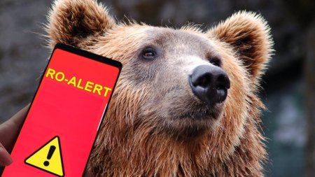 Mesaj Ro-Alert dupa ce doi ursi au fost vazuti pe partia Havas <span style='background:#EDF514'>BUCIN</span> din Harghita
