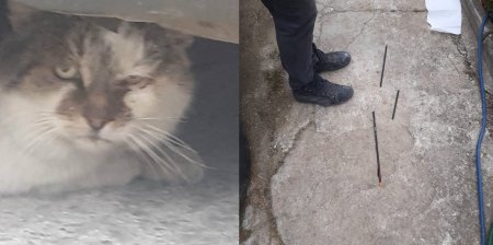 Mai multe pisici din Ilfov, vanate cu <span style='background:#EDF514'>ARBALETA</span> in Ilfov. Politia face verificari