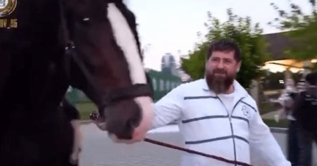 Un cal de rasa apartinand lui Kadirov a fost furat din <span style='background:#EDF514'>CEHIA</span>