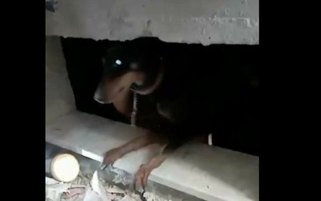 VIDEO emotionant | O catelusa si cei trei pui ai sai au fost salvati de sub daramaturi, in Turcia, la o luna de la cutremur