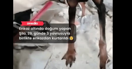 O catea si trei pui nou-nascuti au fost salvati dintre daramaturi in Hatay, in Turcia, la o luna dupa cutremure VIDEO