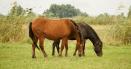 Caii din Delta Dunarii au fost numarati oficial. Cate animale traiesc libere in rezervatie