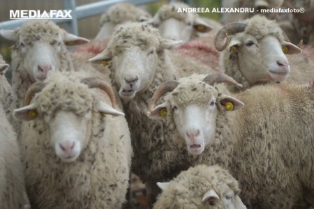 O turma de oi a fost dusa la Pompei pentru a ajuta la conservarea ruinelor antice
