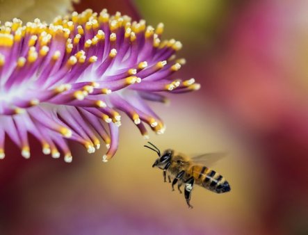 Albinele invata unele de la altele pentru a-si perfectiona abilitatile de 