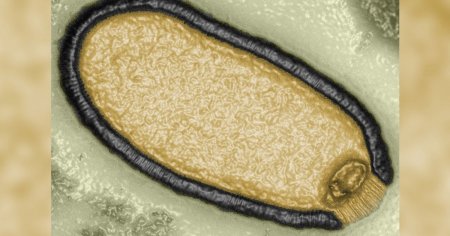 Oamenii de stiinta au readus la viata un virus <span style='background:#EDF514'>ZOMBIE</span> inghetat timp de 48.500 de ani. Exista riscul unei noi pandemii?