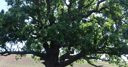 Povestea stejarului din vremea È˜tefan cel Mare: are peste 550 de ani si este calator prin istorie