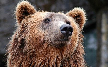 Un barbat a fost atacat de urs chiar in spatele curtii, in Șoimusu Mic. A lesinat din cauza ranilor grave
