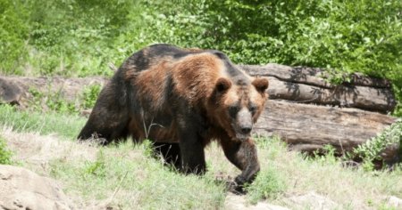 Harghita: Barbat atacat de urs in spatele curtii