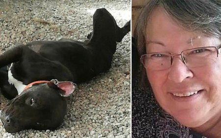 O bunica a fost ucisa de pitbull-ul pe care l-a adoptat de pe strada. Politia a trebuit sa impuste cainele