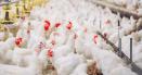 Gura de oxigen pentru preturile la oua si carne de pasare: cazurile de gripa aviara au scazut