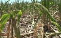 Efectele secetei, devastatoare in Romania. Unii fermieri au inceput sa irige culturile, in incercarea de a le salva