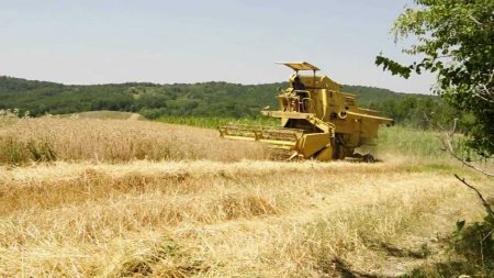 Cerealele ucrainene toxice sunt comercializate ilegal pe piata noastra