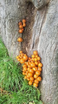 <span style='background:#EDF514'>PLANTARE</span>a ciupercilor de copaci ar putea hrani milioane de oameni, captand in acelasi timp tone de carbon - studiu