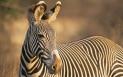 O zebra care si-a atacat stapanul, <span style='background:#EDF514'>UCISA</span> de politia americana. Animalul l-ar fi muscat de brat pe proprietar