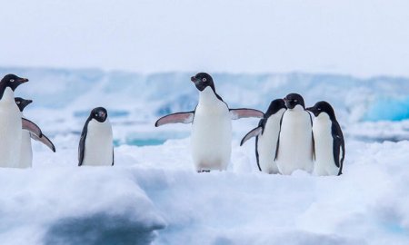 In premiera, sase pinguini au fost operati de <span style='background:#EDF514'>CATARACTA</span> si au primit lentile personalizate