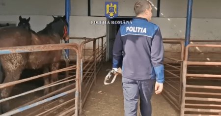 <span style='background:#EDF514'>MEDICI VETERINARI</span>, in reteaua abatorului de cai din Brasov. Animalele erau sacrificate ilegal, iar carnea era trimisa in Italia