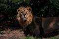 India infiinteaza un nou sanctuar pentru leii asiatici dupa ce numarul exemplarelor a crescut simtitor