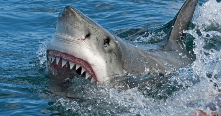 <span style='background:#EDF514'>PLAJA</span> din Australia inchisa dupa ce o femeie aflata intr-un surf ski a fost atacata de un rechin