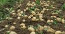 Cu cat a ajuns sa se vanda un kilogram de cartofi noi in pietele din Bucuresti. Preturile sunt uriase