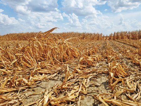 <span style='background:#EDF514'>MINISTERUL AGRICULTURII</span>: productia de cereale din anul agricol 2022 a fost de 19,18 mil. tone. Recolta smulsa din ghearele secetei din 2022 este similara cu cea din 2020 si cu 50% mai mica decat cea din 2021