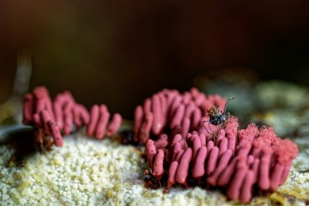 O ciuperca parazit care infecteaza si ucide paianjenii, descoperita in Brazilia
