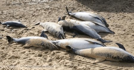 Peste 900 de delfini au esuat pe pe plajele litoralului atlantic francez in ultimele trei luni