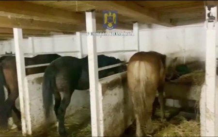 Unde ajungea carnea de la caii sacrificati ilegal in <span style='background:#EDF514'>ABATOR</span>ul din Brasov