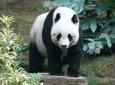 16 martie: Ziua Ursului Panda: Salvarea speciei prin conservarea habitatului natural