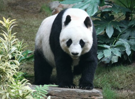 16 martie: Ziua Ursului Panda: Salvarea speciei prin conservarea habitatului <span style='background:#EDF514'>NATURA</span>l